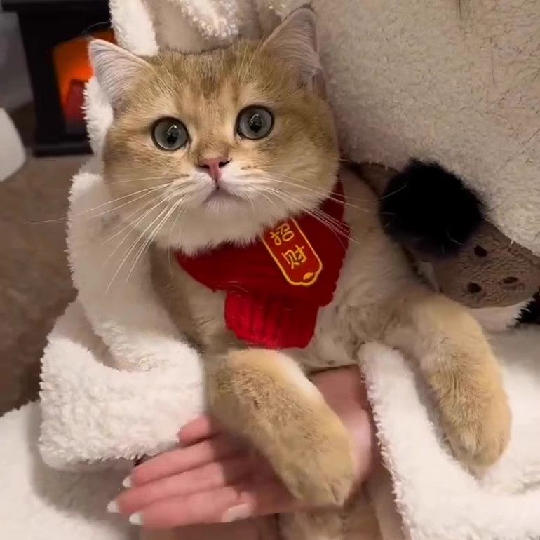 猫咪新年围巾红色保暖口水巾围兜中国风狗狗新年装饰品宠物围脖,淘宝优惠券,粉丝福利购,淘宝优惠卷