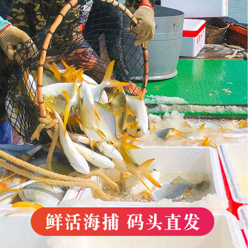 海捕金鲳鱼特大5条湛江海鲜活鱼新鲜冷冻水产深海昌鱼顺丰包邮 - 图0