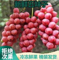 Long white mountain shizandra fresh 1000g wild fresh brewery as an enzyme over the season FedEx