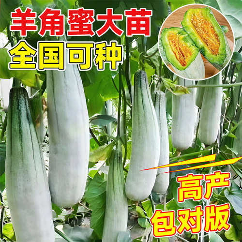 正品山东羊角蜜甜瓜苗香瓜苗绿宝石苗秧超甜带土高产早熟薄皮四季 - 图0