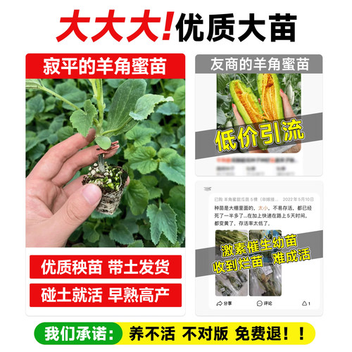 正品山东羊角蜜甜瓜苗香瓜苗绿宝石苗秧超甜带土高产早熟薄皮四季 - 图1
