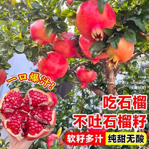 石榴树树苗突尼斯软籽无籽蒙阳红石榴盆栽庭院果树果苗特大号带土 - 图1