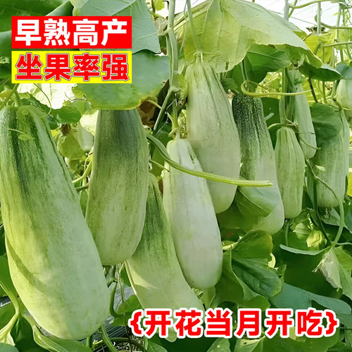 正品山东羊角蜜甜瓜苗香瓜苗绿宝石苗秧超甜带土高产早熟薄皮四季 - 图2
