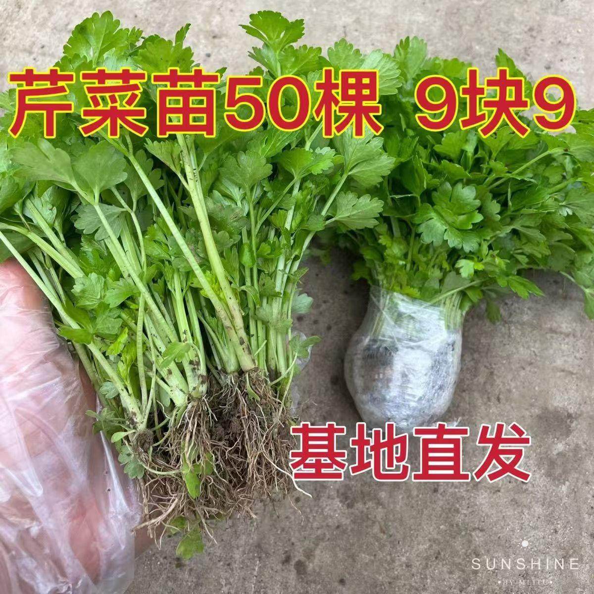 四季芹菜苗幼苗小香芹苗大芹菜苗大肉西芹秧苗地栽阳台蔬菜苗种值,淘宝优惠券,粉丝福利购,淘宝优惠卷