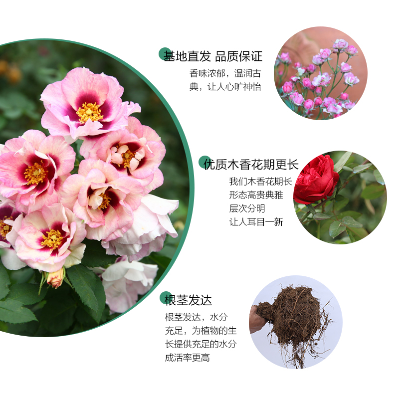 蔷薇藤本月季花苗特大花浓香型庭院四季爬藤植物盆栽阳台玫瑰爬墙