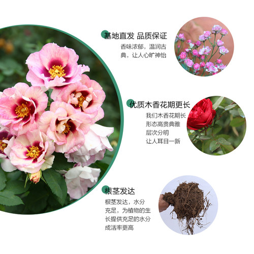 蔷薇藤本月季花苗特大花浓香型庭院四季爬藤植物盆栽阳台玫瑰爬墙 - 图1