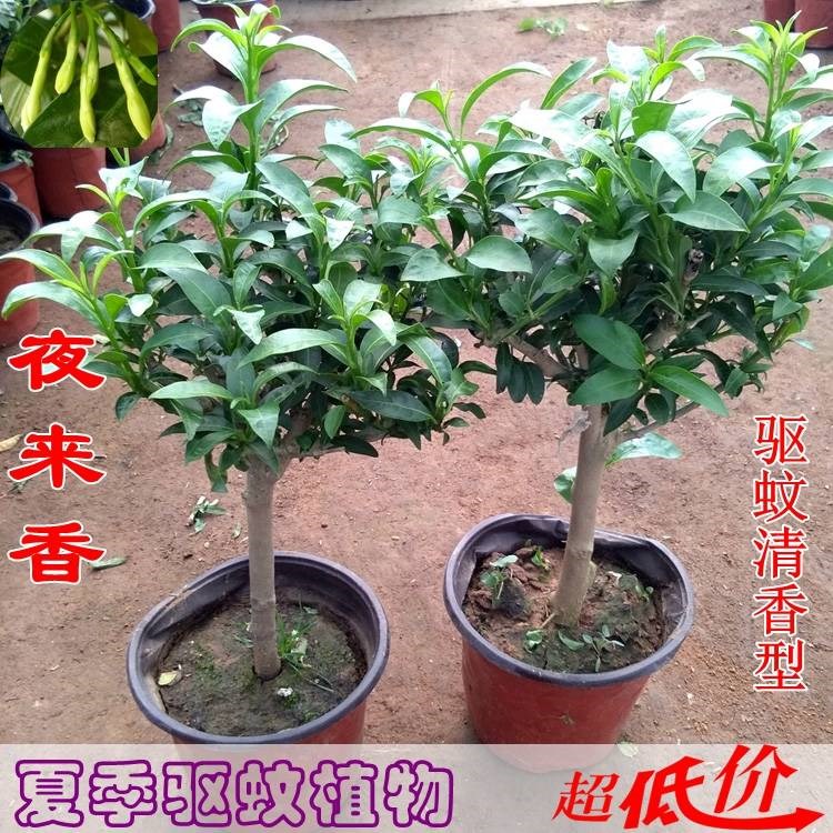 夜来香盆栽花香浓郁树苗驱蚊浓香阳台花卉植物室内四绿枝茵 13427 - 图0