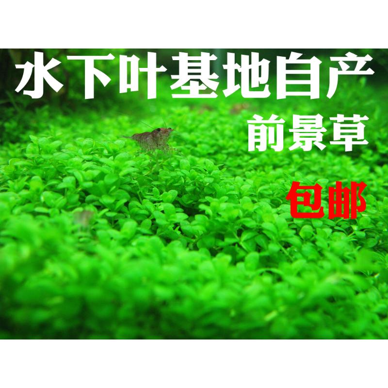 迷你矮珍珠盒装新手鱼缸造景水草前景草草缸活体真植物套餐真草 - 图1