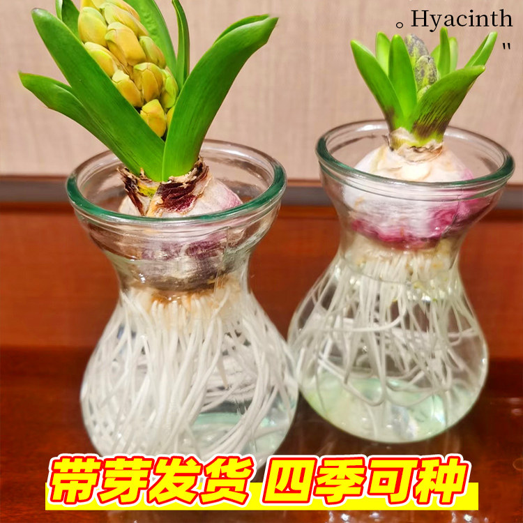 进口风信子种球水养土培冬季水培带芽耐寒易活花卉盆栽植物室内花,淘宝优惠券,粉丝福利购,淘宝优惠卷