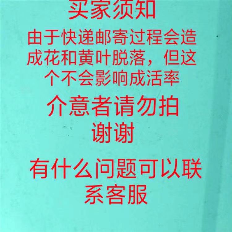 大叶大花虎刺梅老桩麒麟花铁海棠盆栽老虎刺四季开花耐旱绿植花卉 - 图0