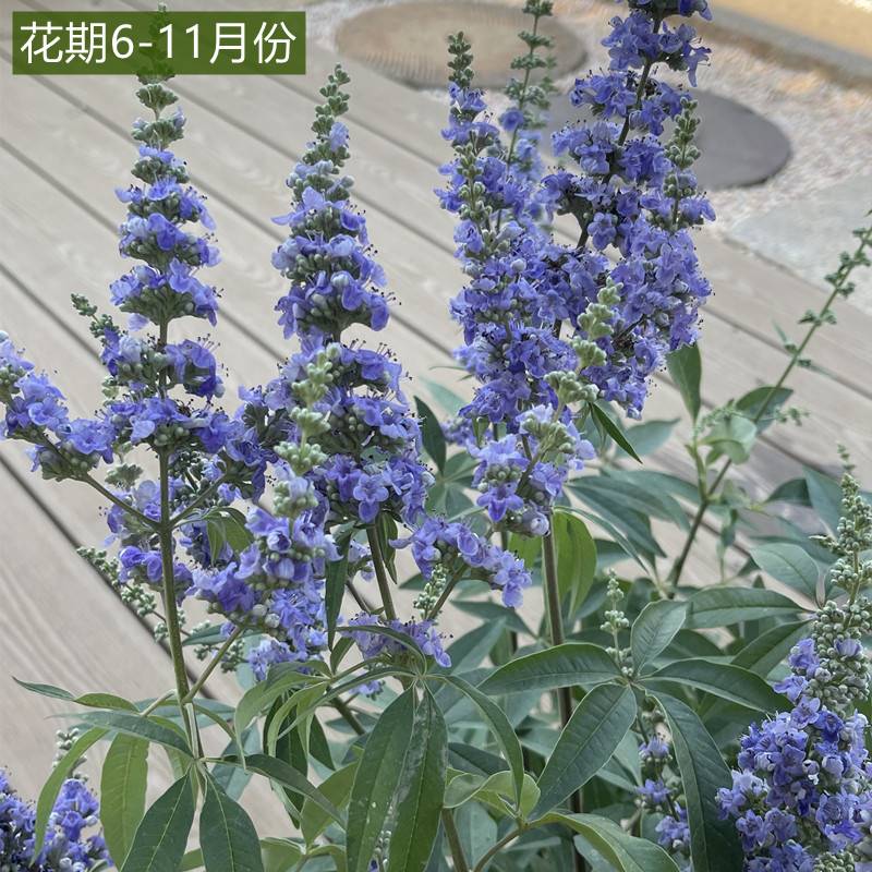 穗花牡荆2加仑夏季开花多年生落叶灌木蓝紫花卉庭院镜园耐寒耐旱 - 图0
