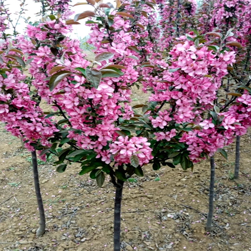 庭院观赏桃花红叶碧桃树苗紫叶碧桃苗盆栽花卉紫叶桃别墅风景树 - 图2