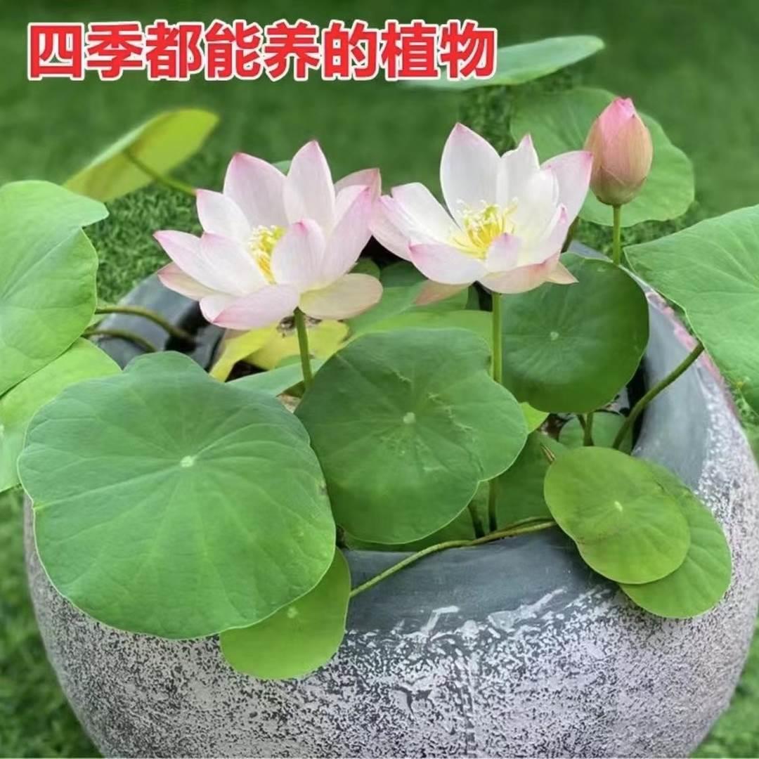 【水培盆栽荷花】无土水培盆栽种子盆栽水养生水莲花四季开花-图3