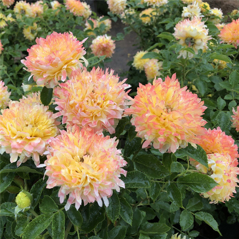 烟花波浪 新品欧月花苗 烟火褶裙 荷兰月季苗 浓香多季节重复开花