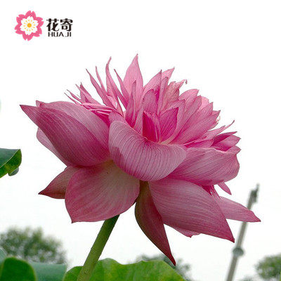 池塘大型观赏荷花苗种藕苗莲藕种苗盆栽荷花种根苗莲藕苗莲花苗