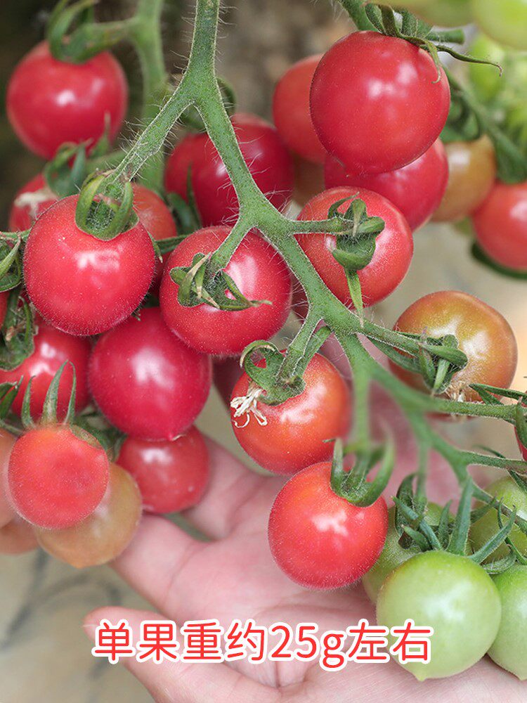 圣安妮圣女果种子苗口感酸甜好吃阳台四季盆栽小蕃茄种籽秧孑菜苗