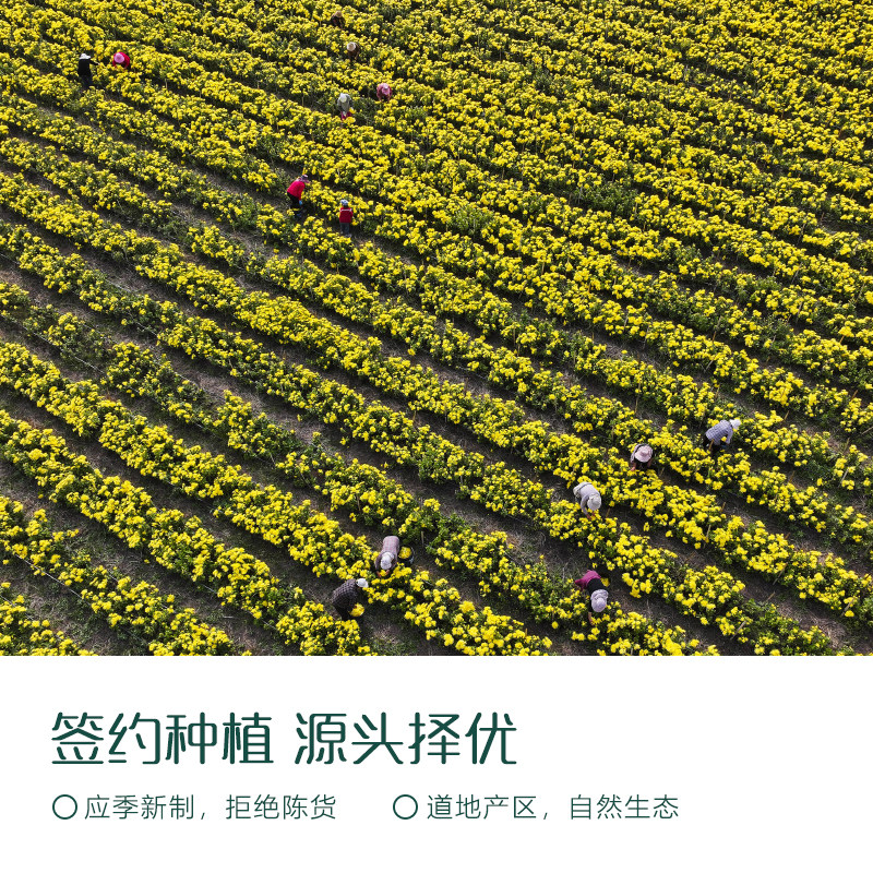 茶元子丨金丝皇菊泡水喝 一朵一杯大朵菊花茶黄菊养生花茶代用茶,淘宝优惠券,粉丝福利购,淘宝优惠卷