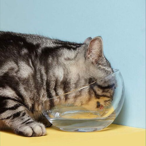 One pet supplies cat bowl glass feeding basin inclined mout - 图1