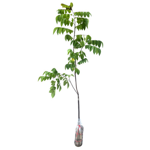 正宗广西四季甜杨桃树苗嫁接马来西亚杨桃树苗酸杨桃树苗死苗包赔 - 图3