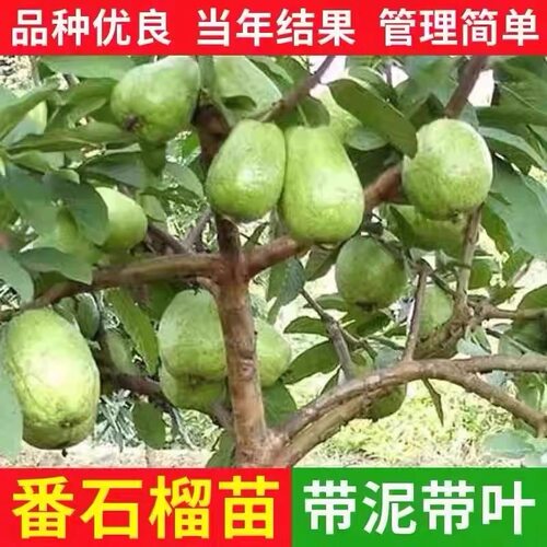 珍珠番石榴树苗粉红芭乐树苗红心芭乐苗少籽红宝石苗带土当年结果 - 图1