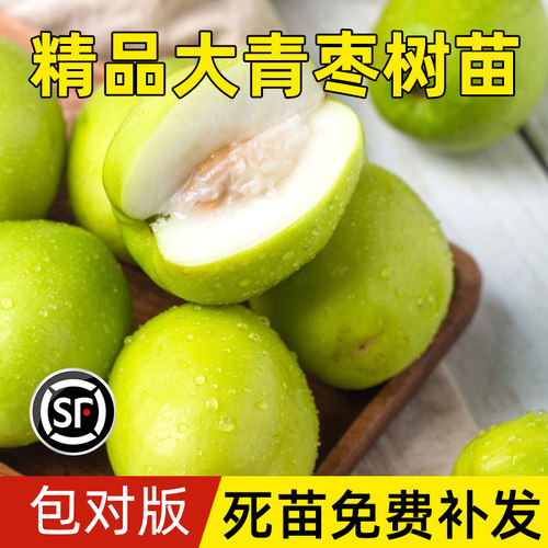 台湾大青枣树苗活苗蜜丝枣牛奶枣树南北方种植盆栽地栽甜脆果树苗 - 图0