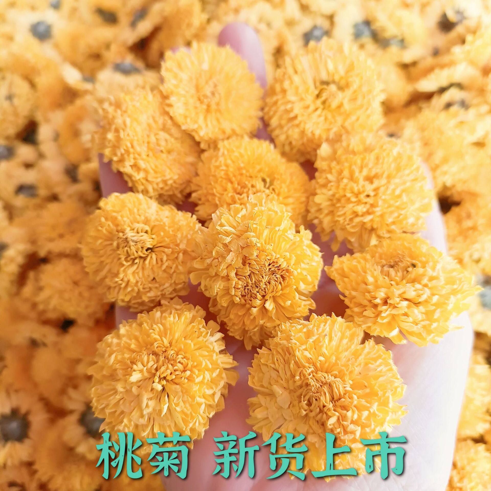 金丝皇菊黄山白菊七月菊婺源黄菊一朵一杯桃菊500g新货黄菊花