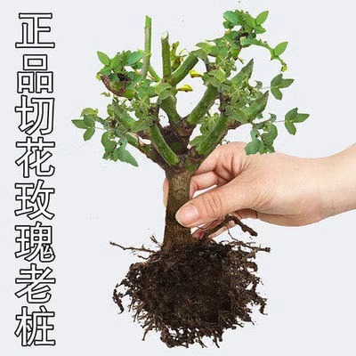 9.9元5颗玫瑰花苗四季开花盆栽花卉植物月季老桩树苗特大蔷薇花苗-图2