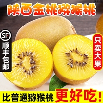 Shaanxi Golden Peach Chic Exotic Fruit Fresh Pregnant Woman Fruit When Season Chiecchio Great Fruit Zhengjong Mass Peach Whole Box 10
