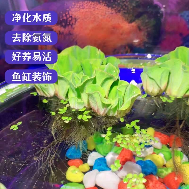 水生浮萍牡丹水芙蓉吸收氨氮调节水质鱼缸微景观造景淡水好养水草 - 图0