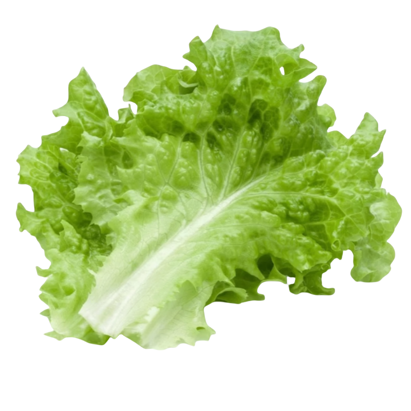 生菜苗种四季速生菜种子意大利生菜秧苗紫叶奶油阳台种植盆栽苗籽,淘宝优惠券,粉丝福利购,淘宝优惠卷