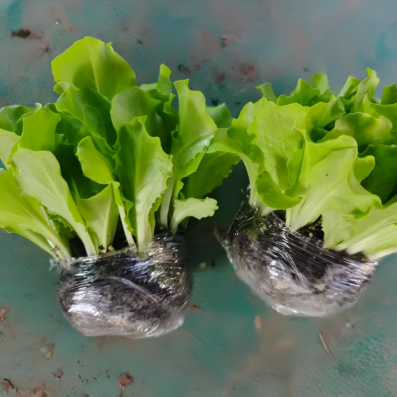 生菜苗种四季速生菜种子意大利生菜秧苗紫叶奶油阳台种植盆栽苗籽,淘宝优惠券,粉丝福利购,淘宝优惠卷