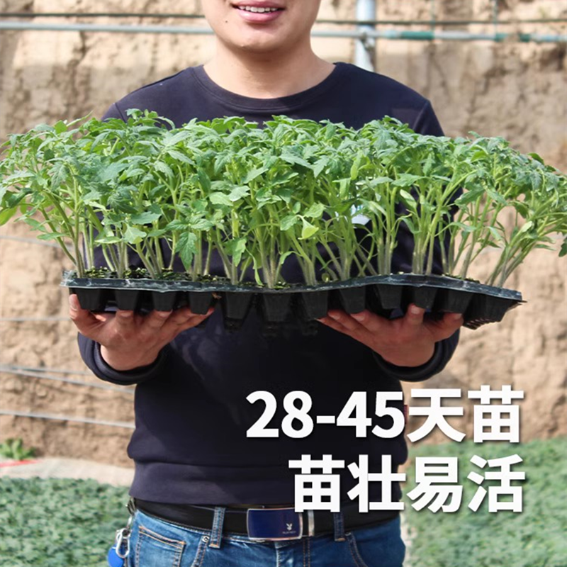 口感番茄苗秧苗沙瓤西红柿苗子水果柿子苗春季早熟高产盆栽蔬菜苗 - 图2