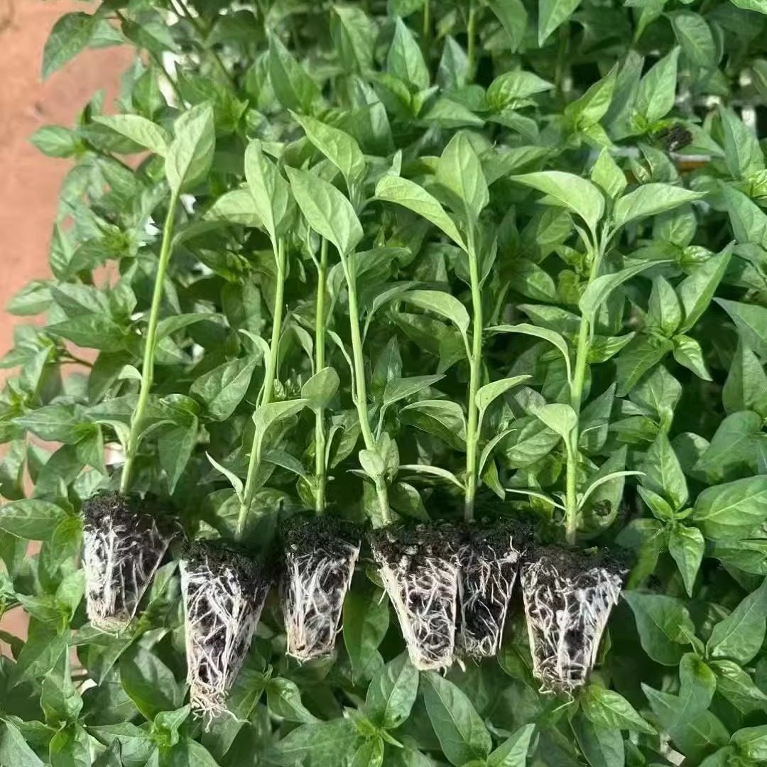 七彩辣椒苗多彩椒种籽孑苗观赏椒种苗青红椒四季盆栽阳台菜苗子秧,淘宝优惠券,粉丝福利购,淘宝优惠卷