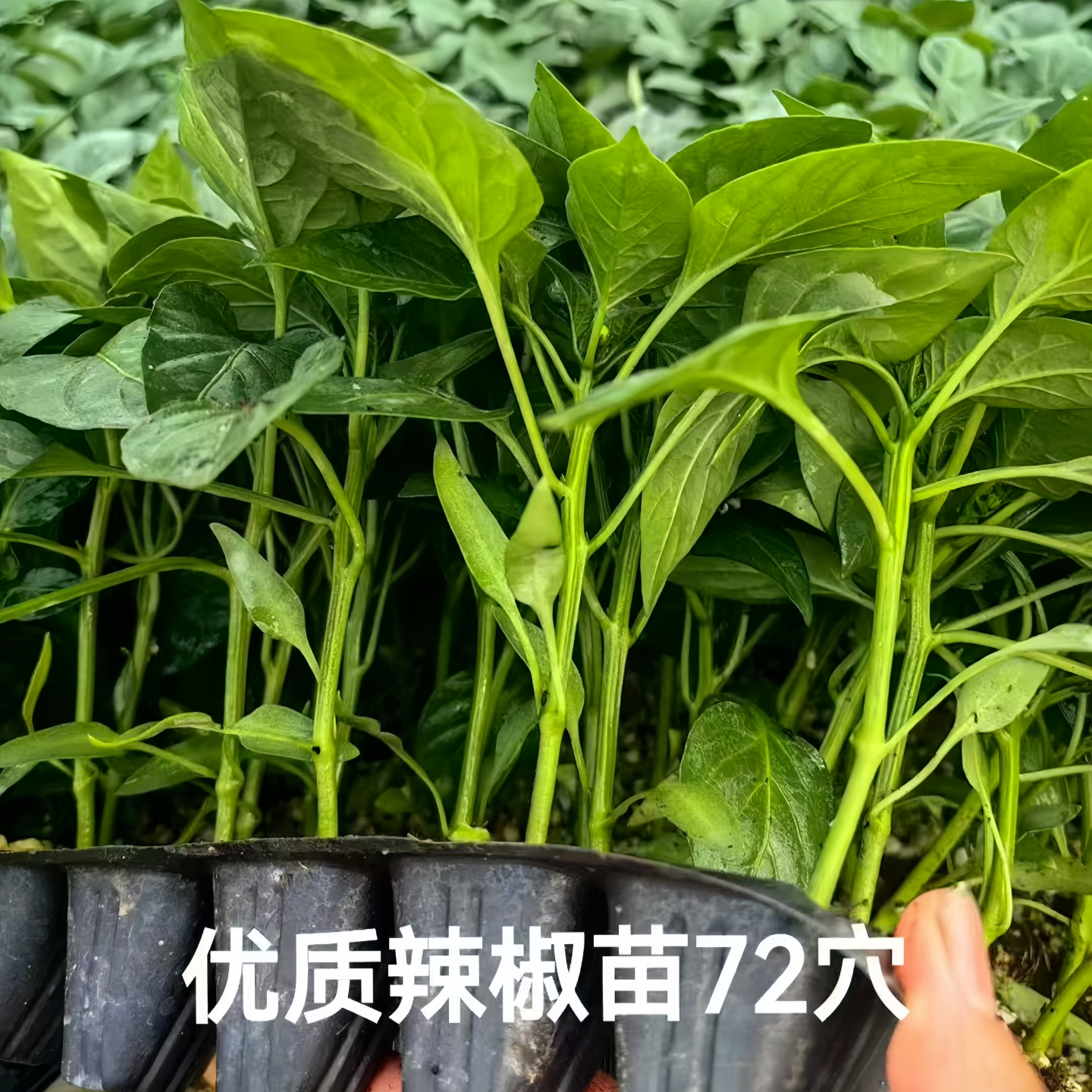 七彩椒苗辣椒苗秧苗四季小米五彩七彩椒种籽春季蔬菜苗盆栽阳台种,淘宝优惠券,粉丝福利购,淘宝优惠卷