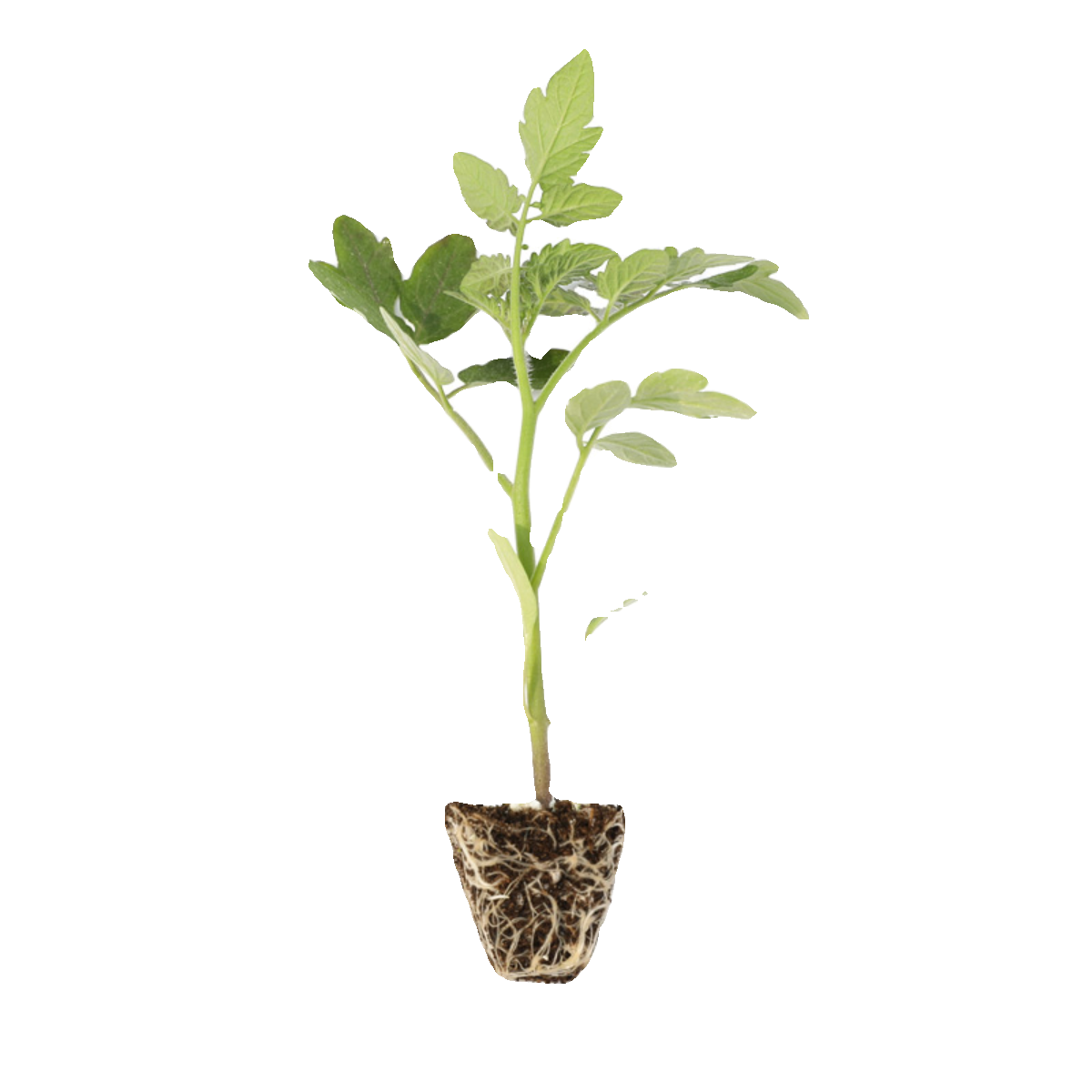 四季小番茄苗秧苗超甜千禧圣女果苗樱桃小柿子黑黄阳台矮生盆栽苗,淘宝优惠券,粉丝福利购,淘宝优惠卷