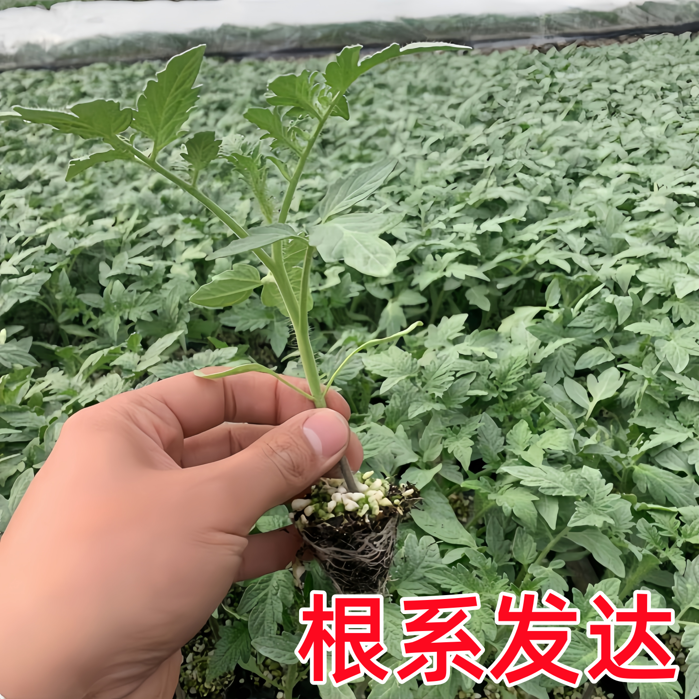 大粉番茄苗秧苗老品种沙瓤番茄种苗抗病高产春秋四季蔬菜籽种大全,淘宝优惠券,粉丝福利购,淘宝优惠卷