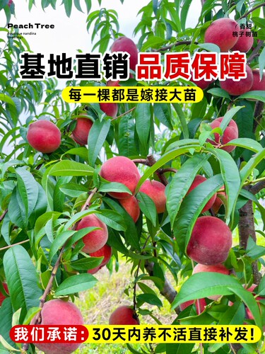 桃树果苗早熟水蜜桃果树苗庭院嫁接特大黄桃冬桃庭院南方北方种植 - 图2