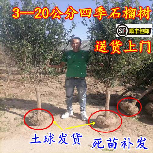 石榴树庭院特大果树当年结果地栽石榴树树苗南方北方种植大石榴树 - 图3