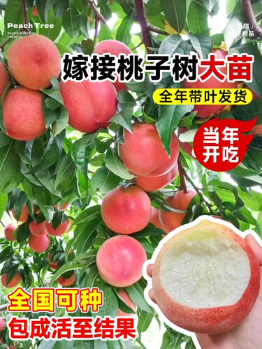 桃树果苗早熟水蜜桃果树苗庭院嫁接特大黄桃冬桃庭院南方北方种植 - 图0