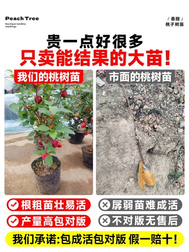 桃树果苗早熟水蜜桃果树苗庭院嫁接特大黄桃冬桃庭院南方北方种植 - 图1