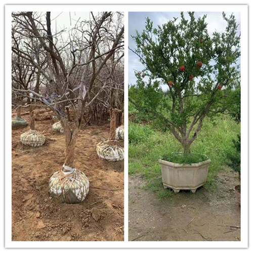 石榴树庭院特大果树当年结果地栽石榴树树苗南方北方种植大石榴树 - 图2