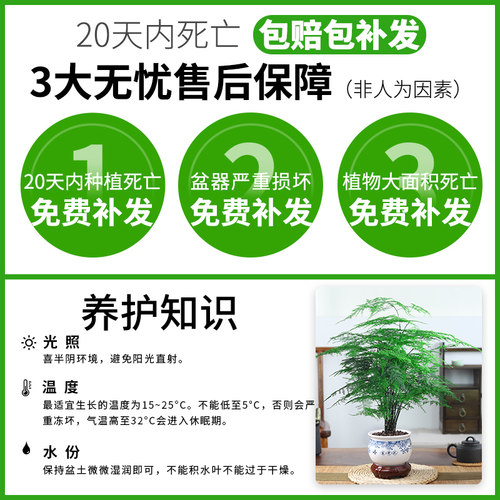 文竹盆栽植物室内大型盆景净化空气四季常青桌面绿植花卉苗好养活 - 图0