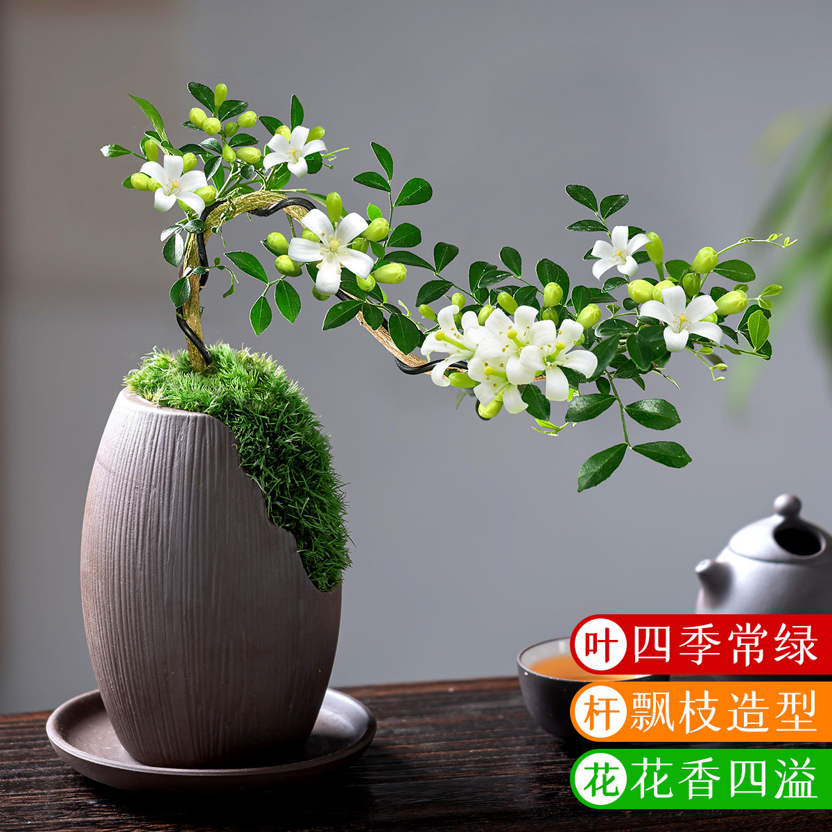 飘枝小叶九里香盆栽悬崖造型盆景室内茶几玄关绿植易活花卉小植物,淘宝优惠券,粉丝福利购,淘宝优惠卷