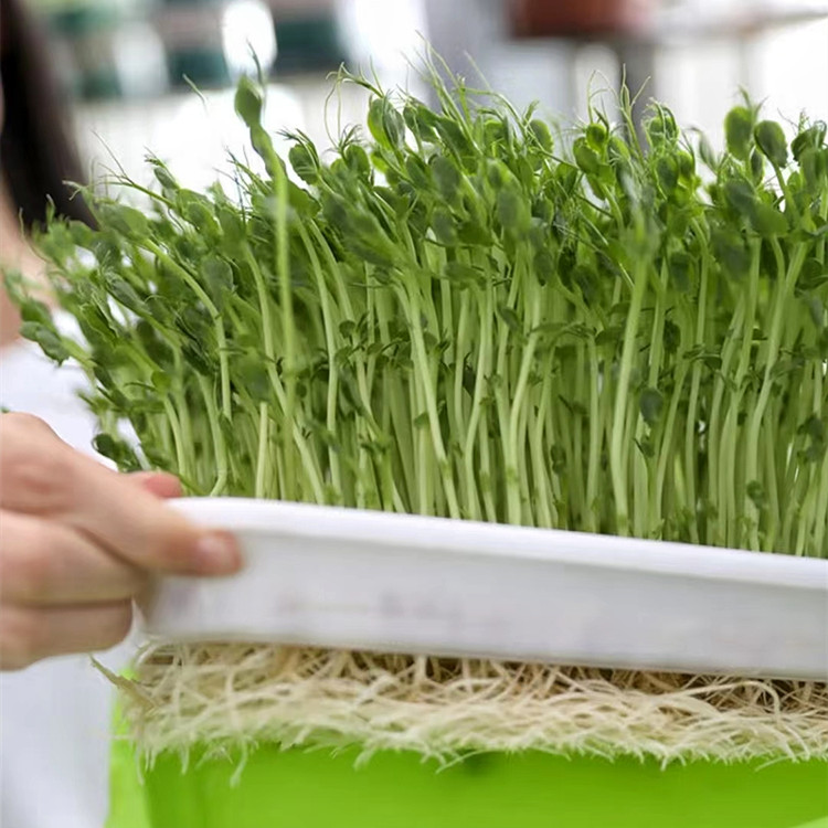 新红麻豌豆种子澳洲红玉豌豆苗室内阳台四季水培蔬菜芽苗菜种孑-图0