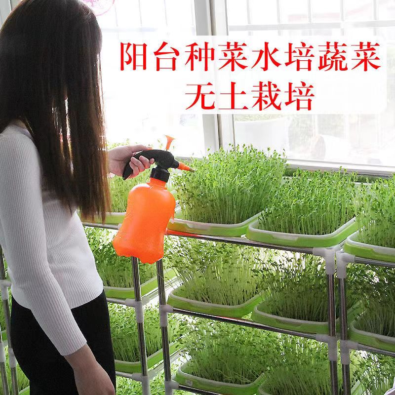 芽苗菜种子纸上种菜豌豆苗萝卜豆芽菜室内阳台无土水培蔬菜种籽