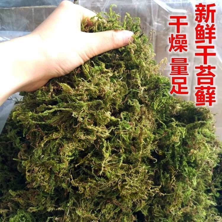 水苔花盆 新人首单立减十元 22年3月 淘宝海外 水苔花盆 新人首单立减十元 22年3月 淘宝海外