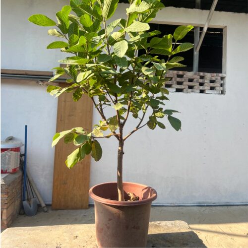 增城珍珠番石榴台湾芭乐高压树苗当年挂果四季爽脆甜阳台盆栽嫁接 - 图2