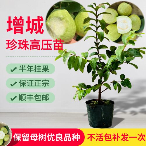 增城珍珠番石榴台湾芭乐高压树苗当年挂果四季爽脆甜阳台盆栽嫁接 - 图1