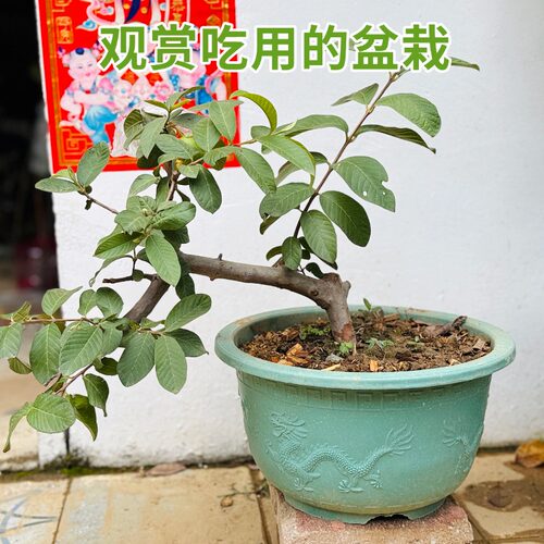 增城四季胭脂红高压树苗正宗大叶红全红嫁接苗广州鸡屎果当年挂果 - 图2