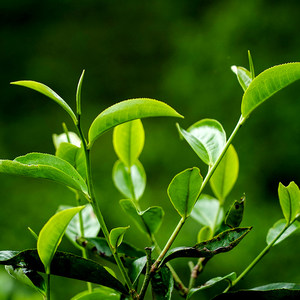 福利新品【福砖】云南易武地道优质好茶普洱茶生茶150克/砖